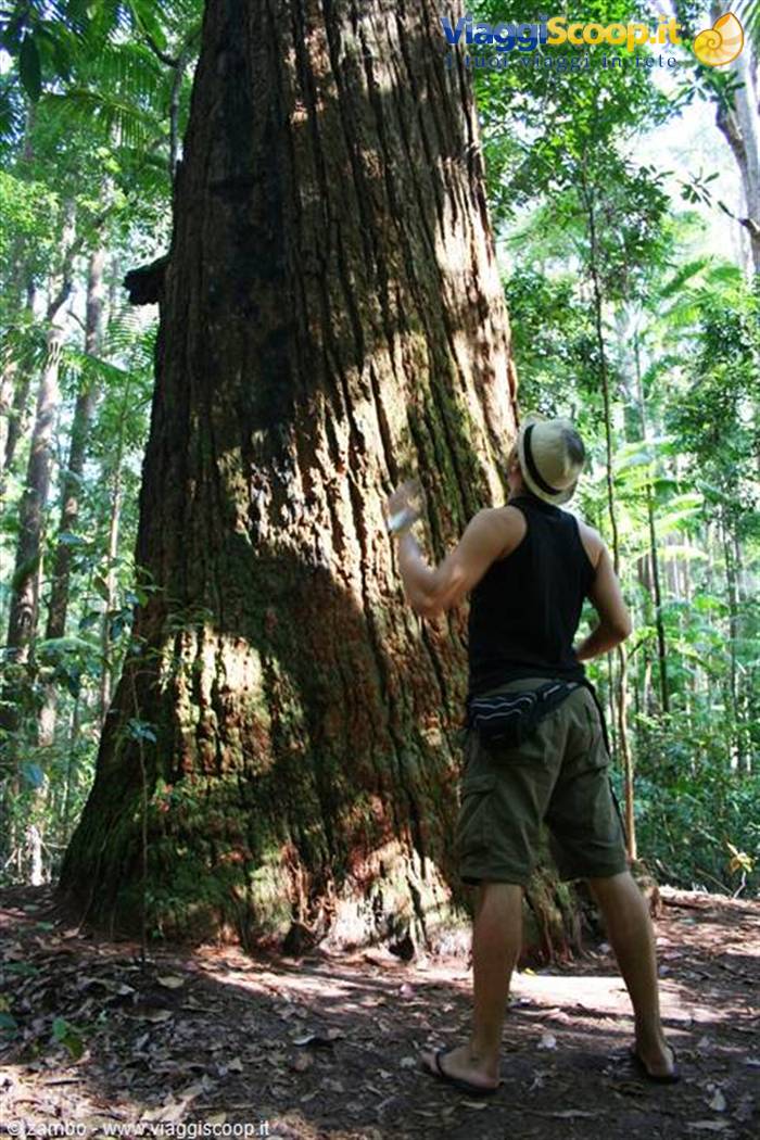 Fraser Island: Foresta Interna