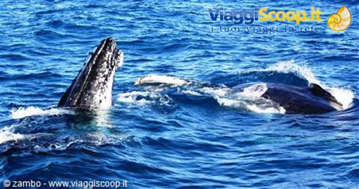 Hervey Bay: Whale Watching