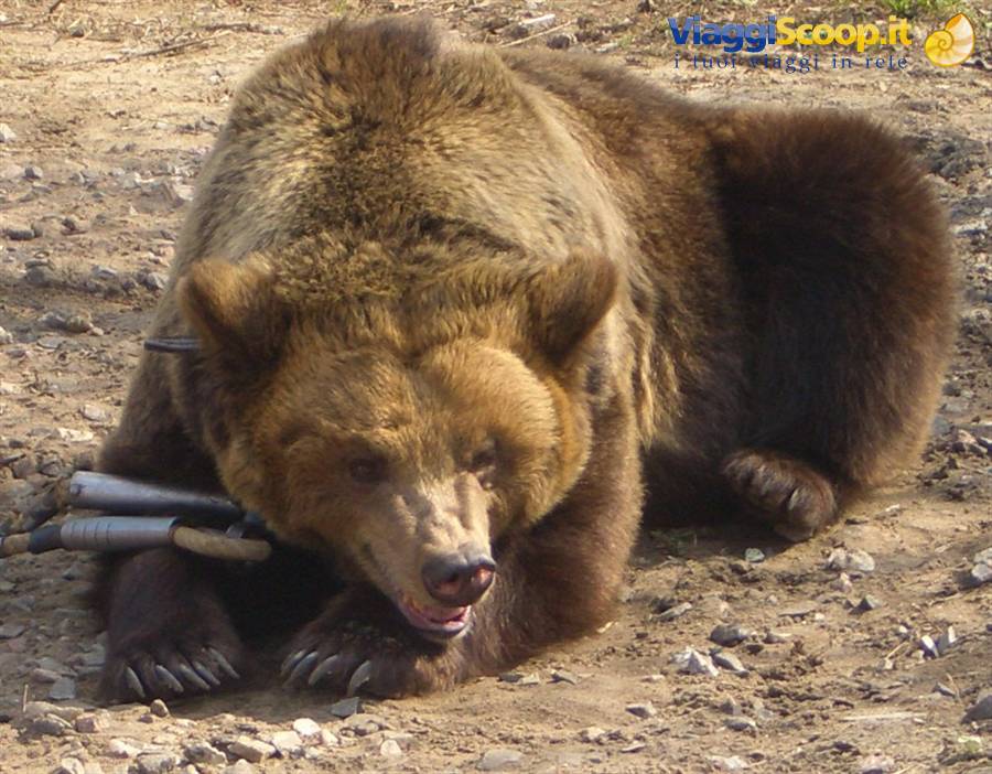 Che tristezza....un orso alla catena.....