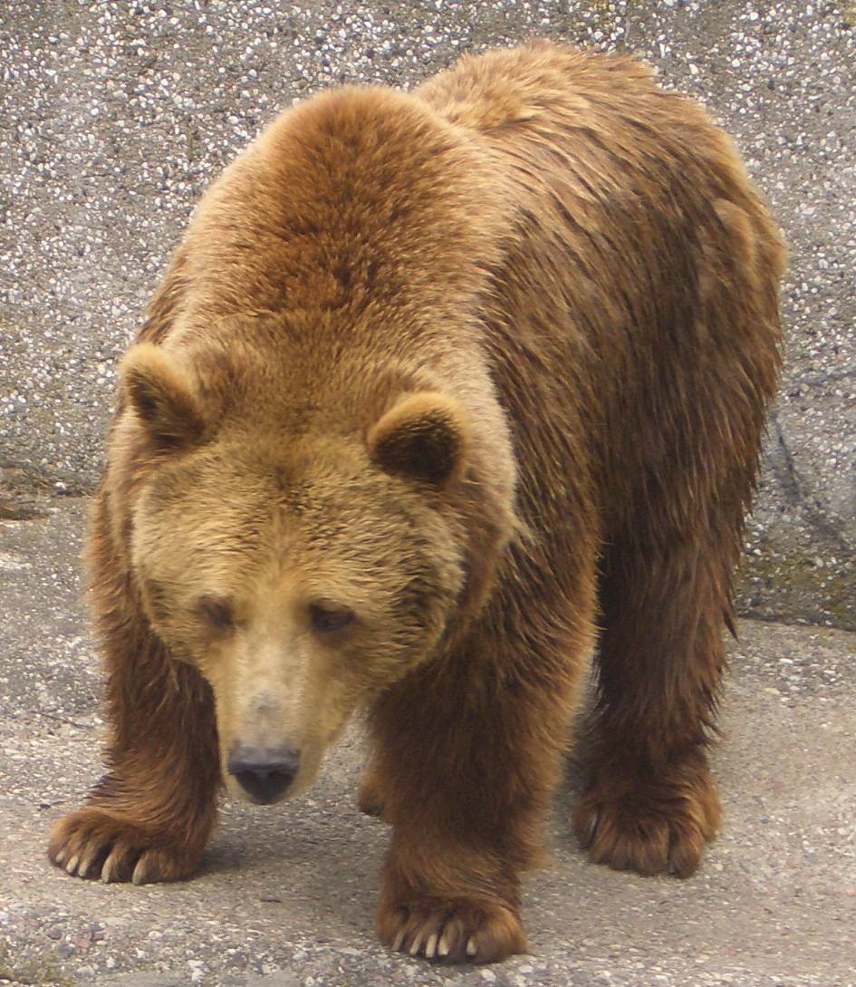 Orso....al parco pubblico