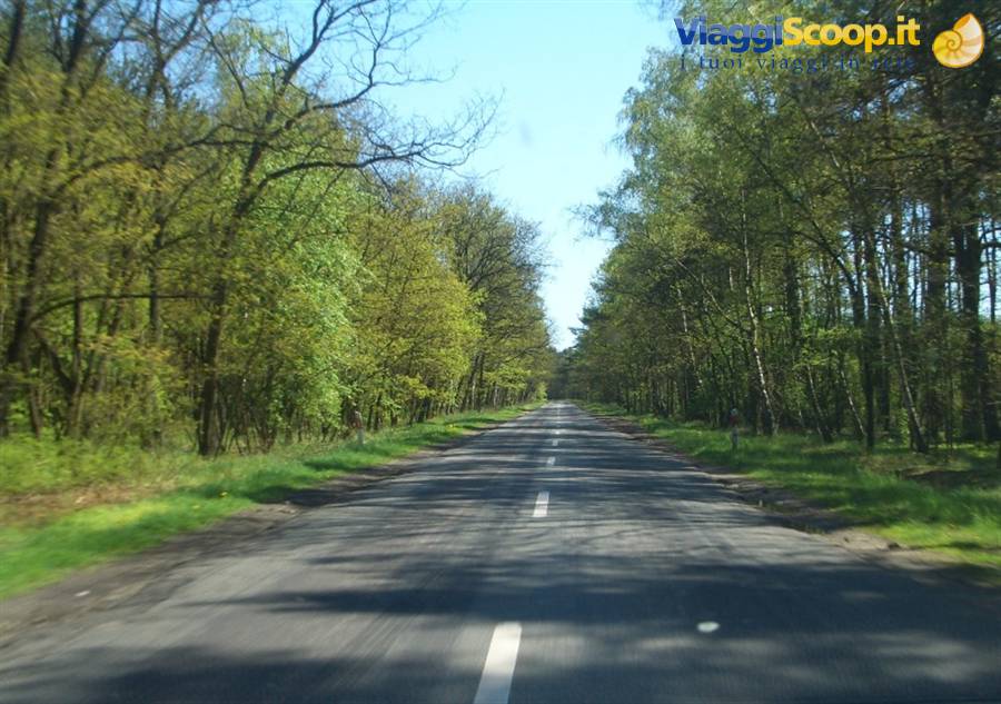 Polonia - Strade nella foresta....