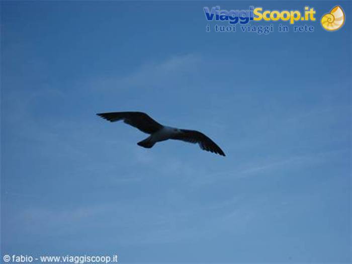 gabbiano in volo