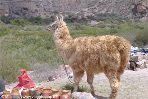 Llama nella quebrada