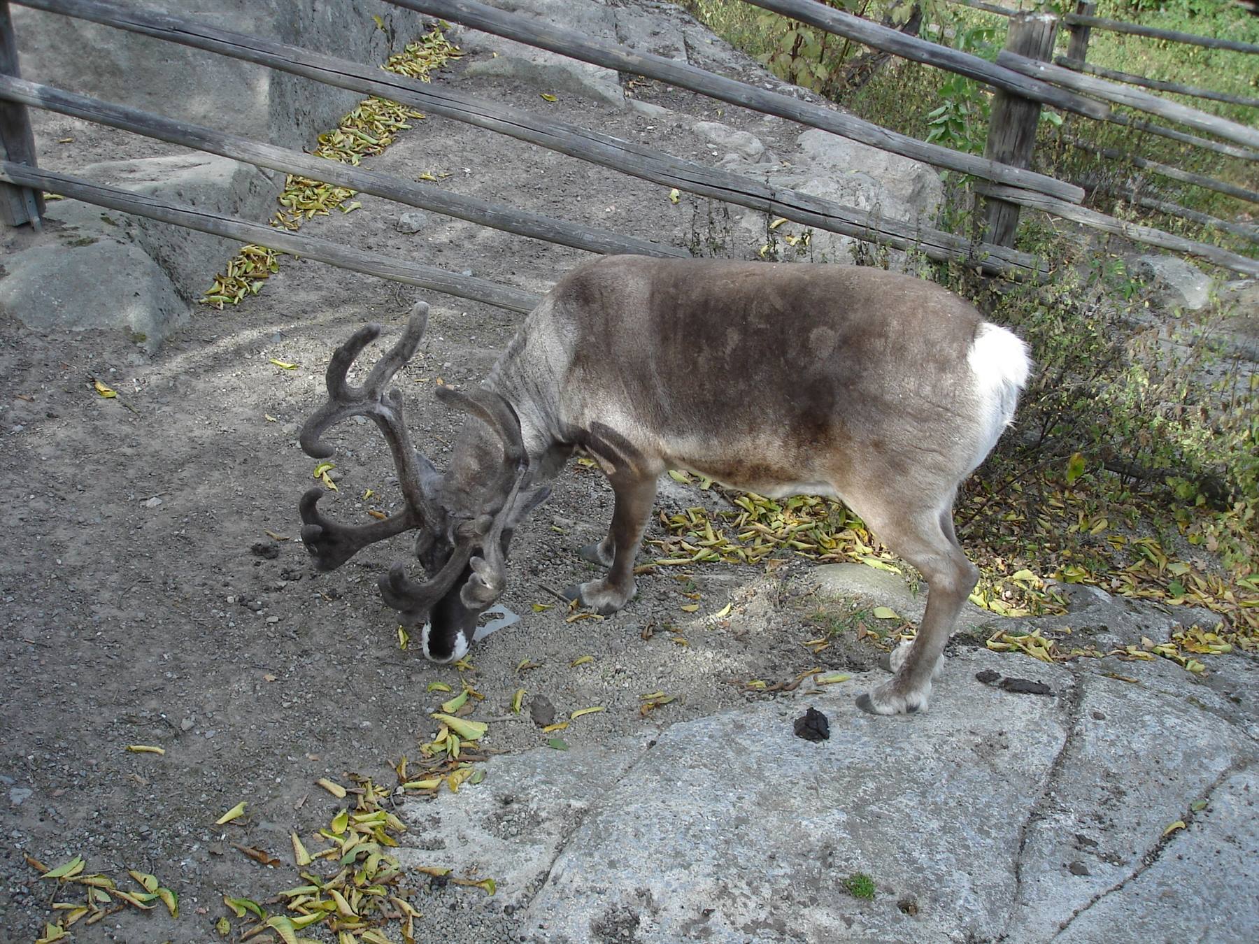 la renna allo Skansen