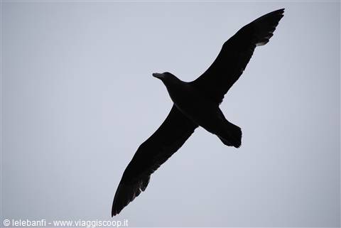 Albatros