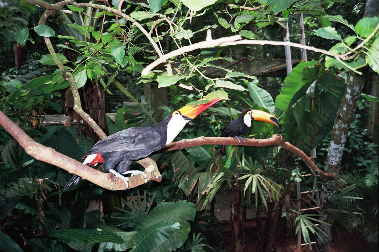 Tucani in semi libertà nel parco avicolo di Foz de Iguazu