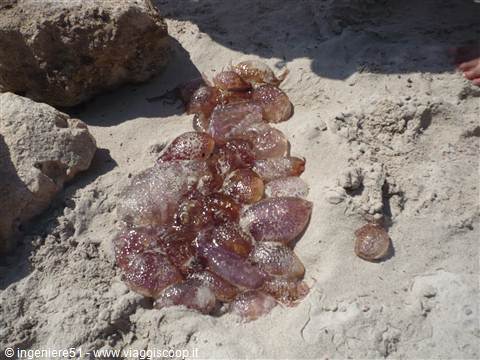 alcune meduse catturate