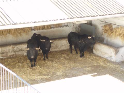 alcuni tori per la corrida del 25 aprile