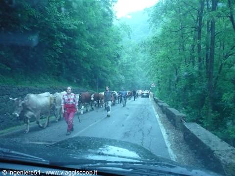 comincia la transumanza