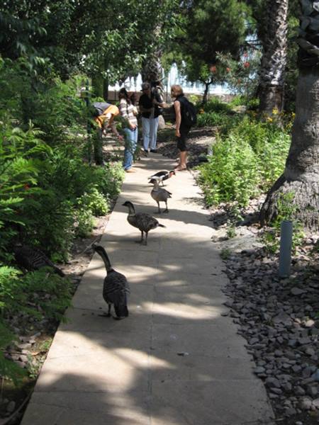 NIZZA- PARK PHOENIX