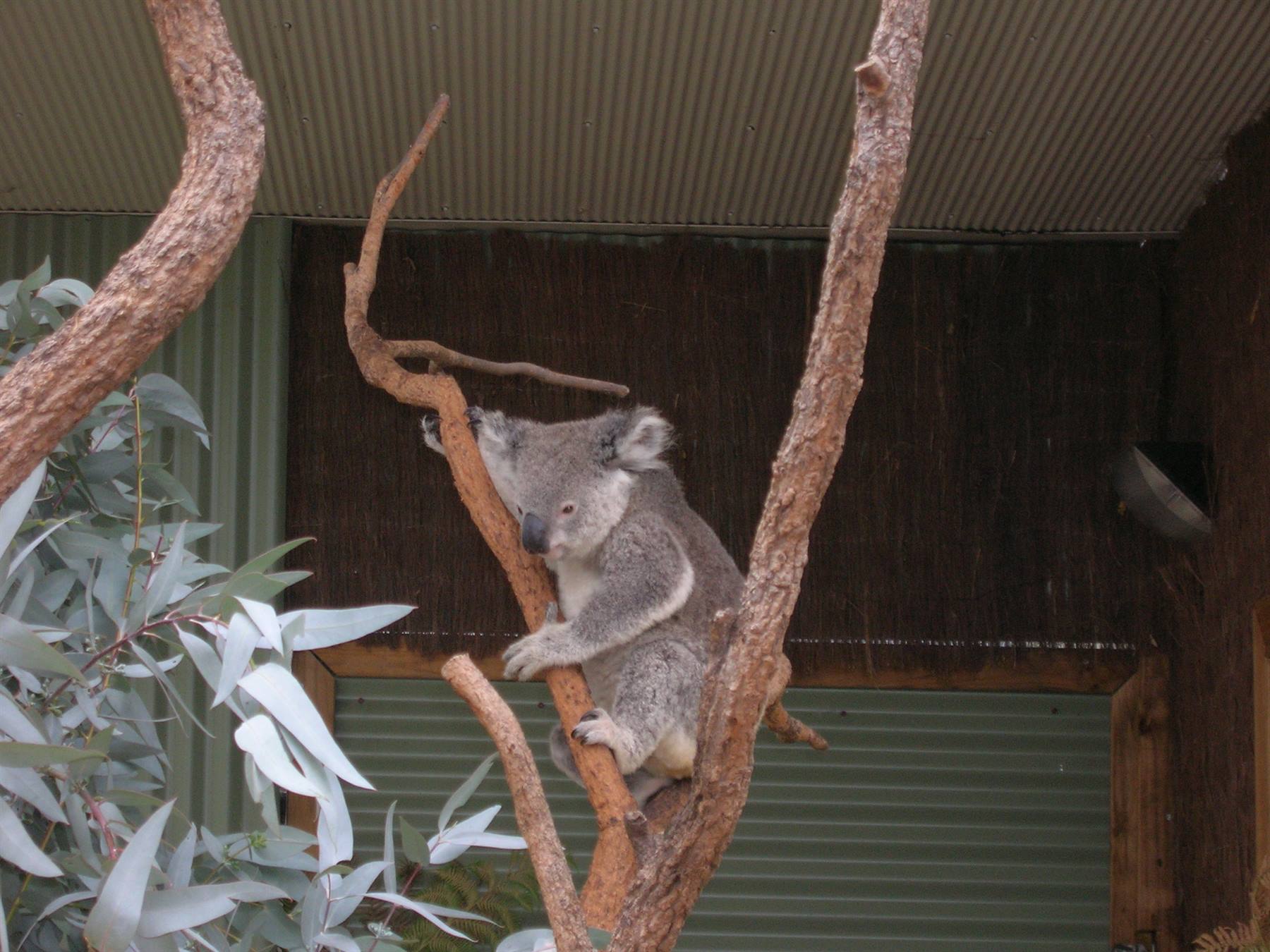 Foto di viaggio in AUSTRALIA