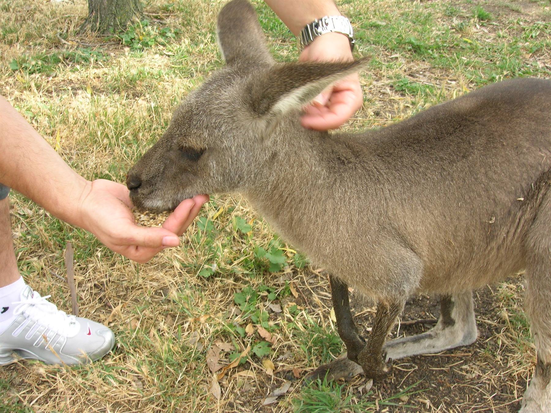 Foto di viaggio in AUSTRALIA