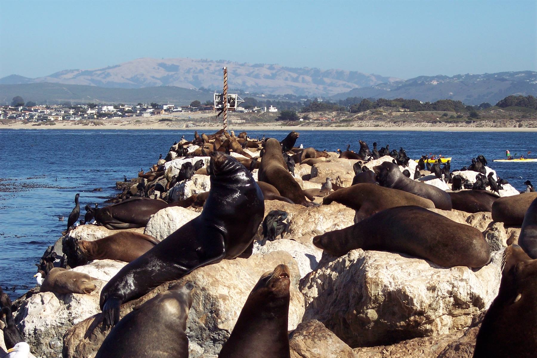 monterey