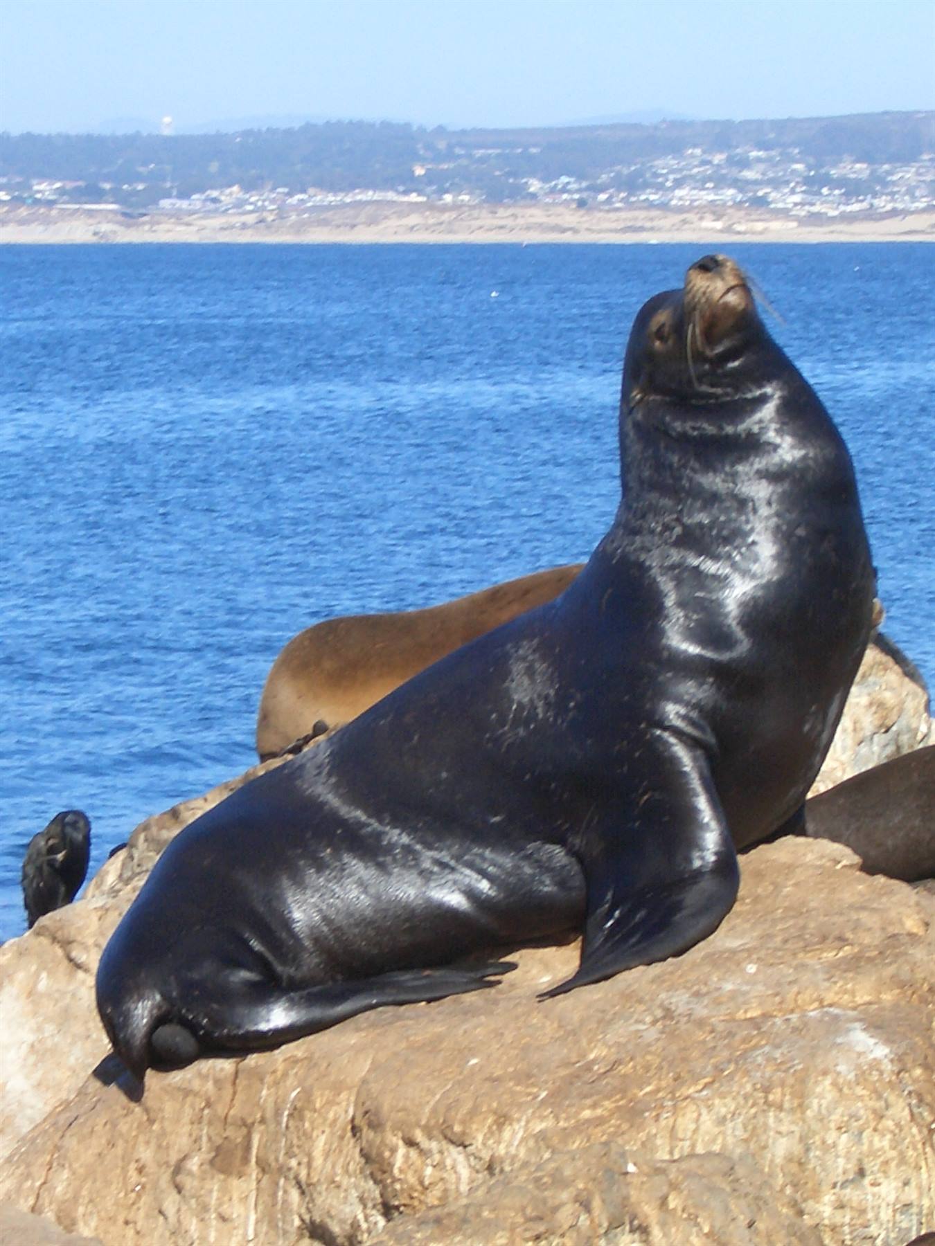 monterey..il molo delle foche