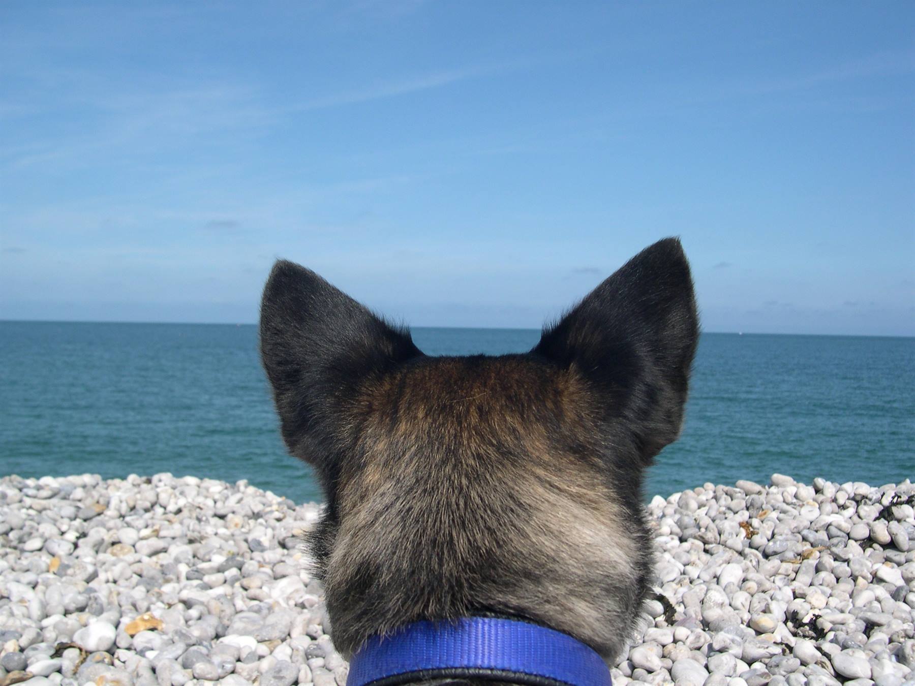 LUCKY IN FRANCIA SULLA SPIAGGIA DI FECAMP ! ! ! (ALTA NORMANDIA)