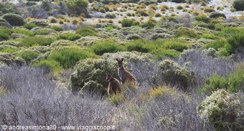 Kangaroo Island
