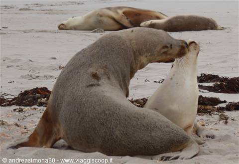 Kangaroo Island