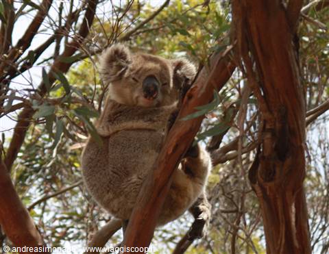 Kangaroo Island
