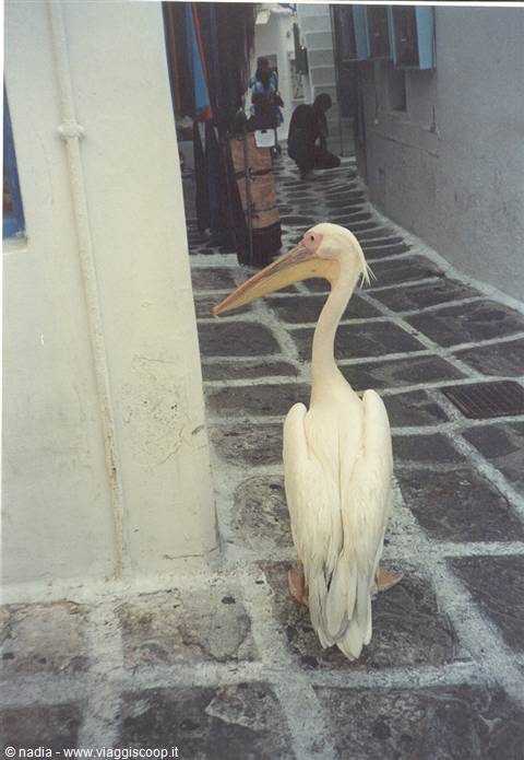 PATMOS - AMICO...