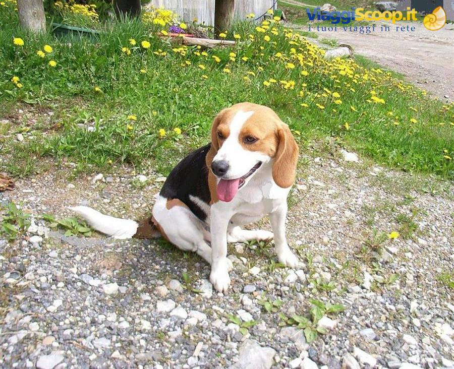 CUCCIOLA A RIPOSO