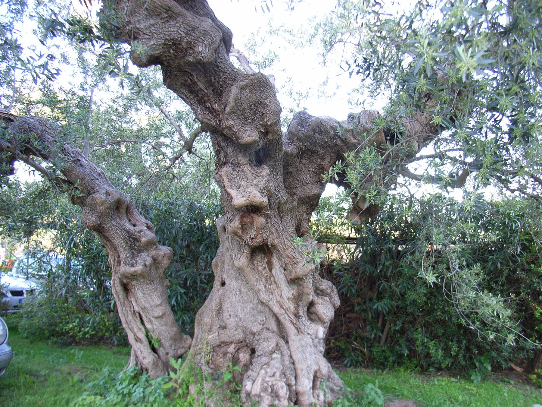 OLIVO