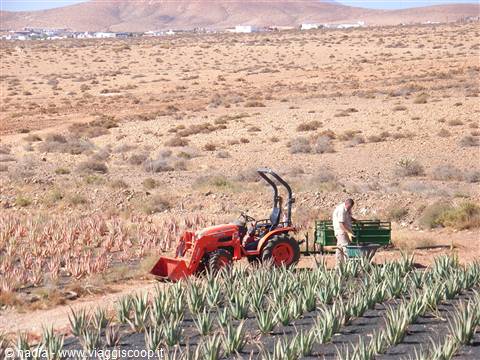 PIANTAGIONE DI ALOE