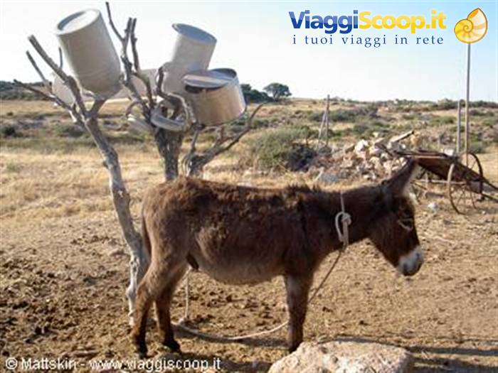 donkey sardu