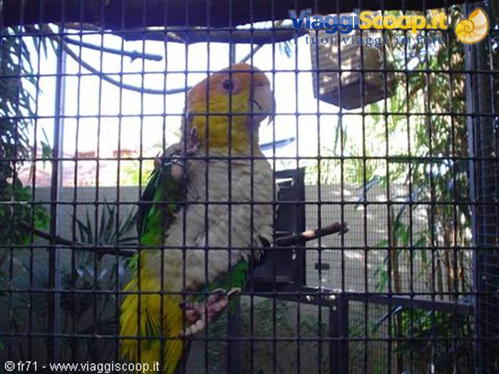LORO PARQUE PAPPAGALLI