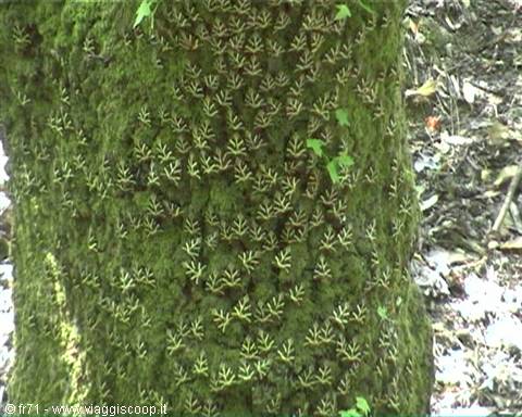 PARCO DI FARFALLE