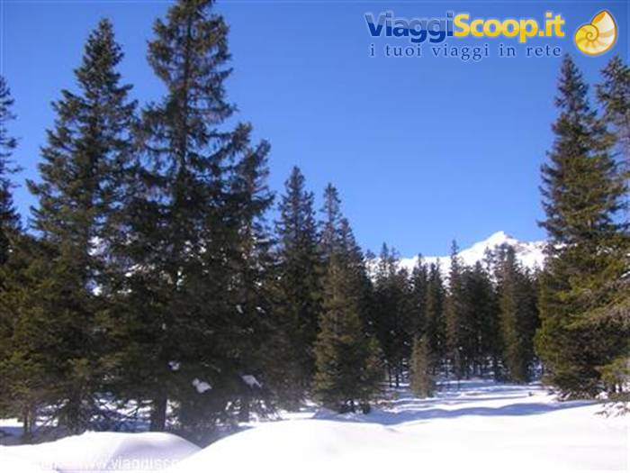 MADONNA DI CAMPIGLIO: PASSEGGIATA IN MOTOSLITTA.
