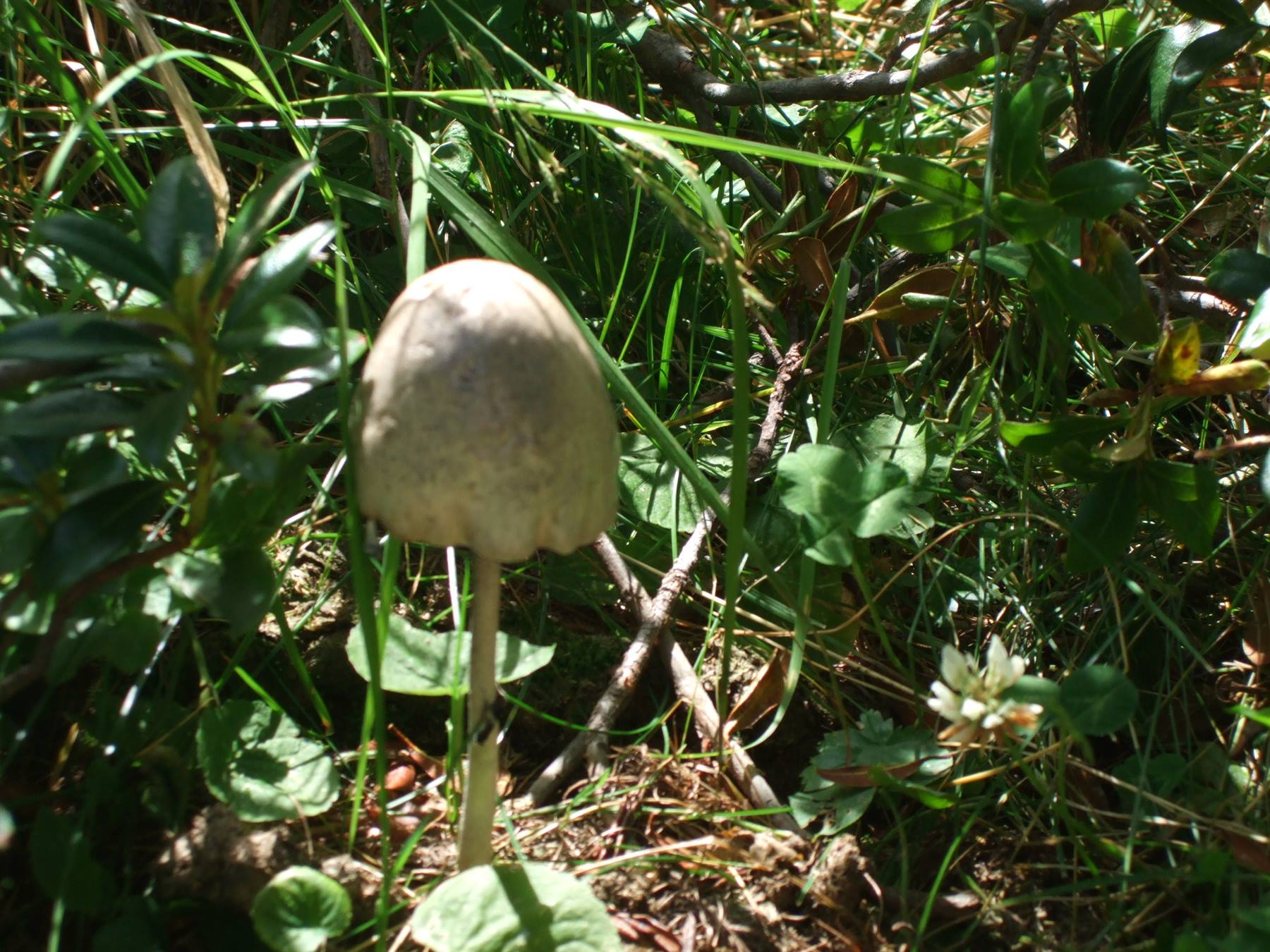 MALGA DI DIMARO: raccolta funghi.
