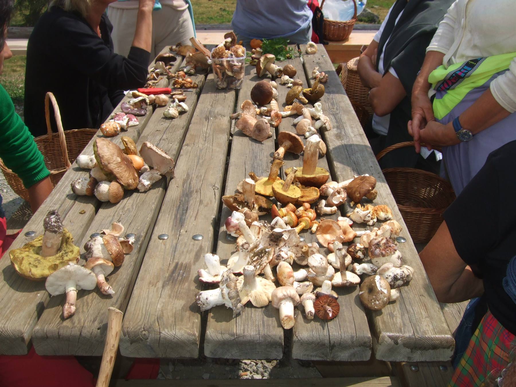 MALGA DI DIMARO: raccolta funghi.