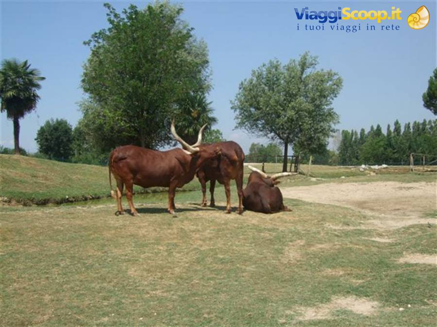 SAFARI PARK