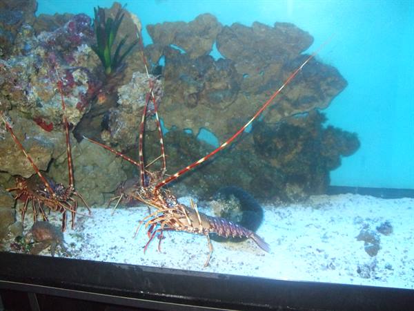 PORTO SANTO STEFANO: acquario.