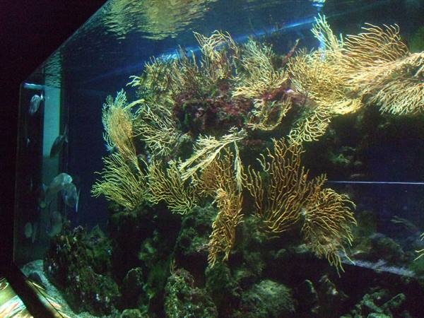 PORTO SANTO STEFANO: acquario.