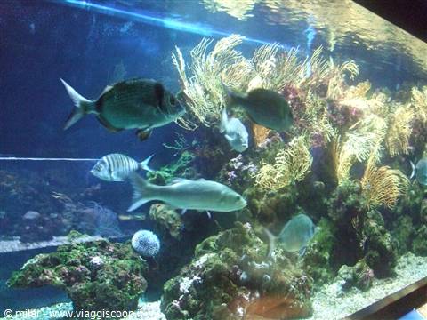 PORTO SANTO STEFANO: acquario.