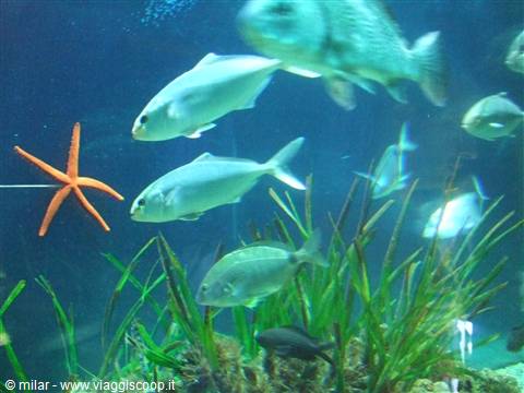 PORTO SANTO STEFANO: acquario.