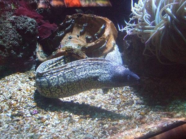 PORTO SANTO STEFANO: acquario.