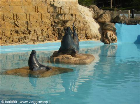 foche aqualand