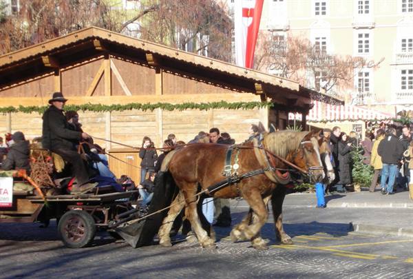 cavalli e carrozze