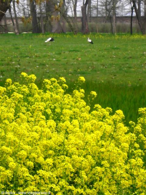 fiori e cicogne nel parco
