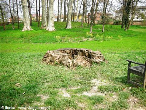 grande radice di secolare albero reciso