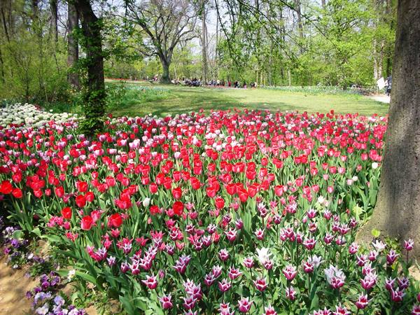 composizioni di tulipani