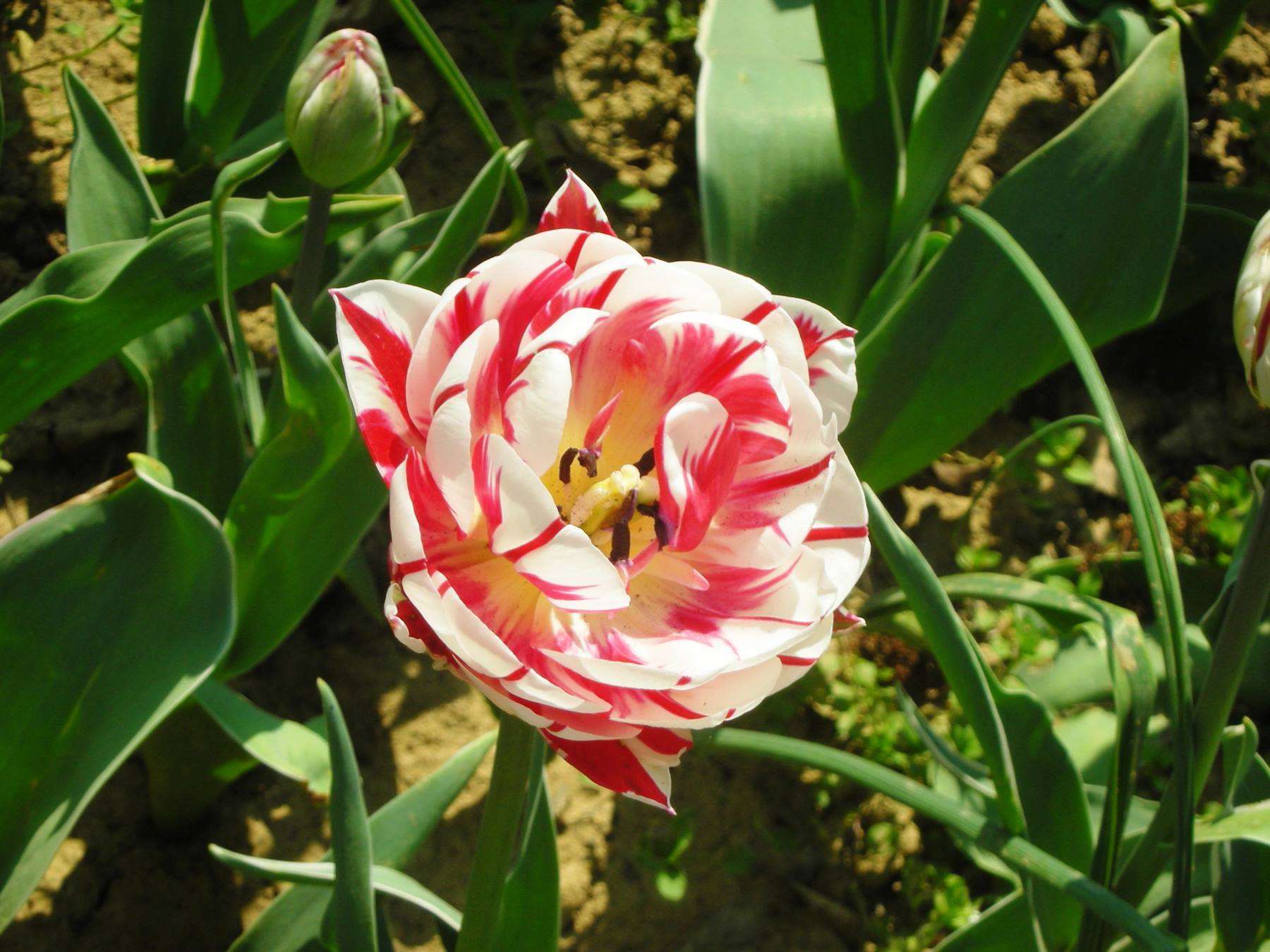 tulipano insolito