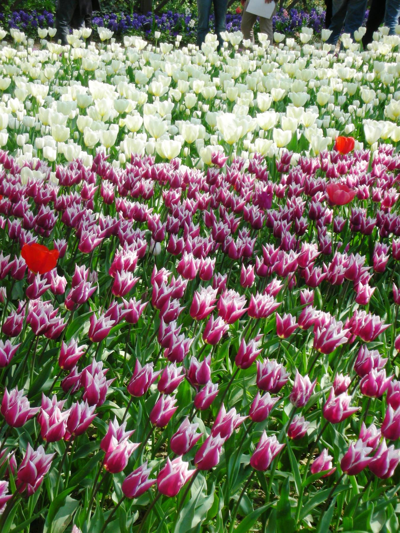 tulipani