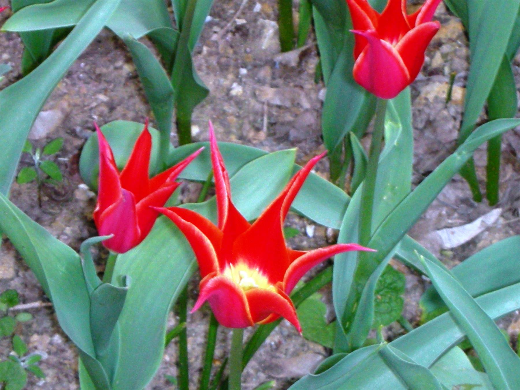 tulipano particolare