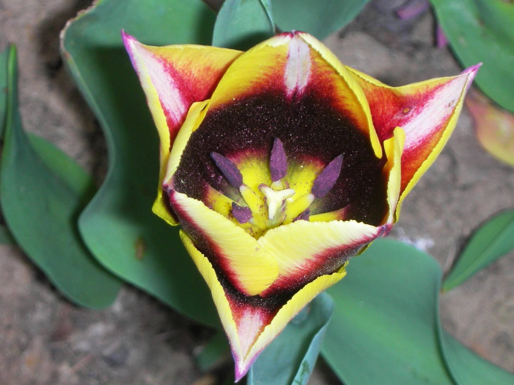 tulipano particolare