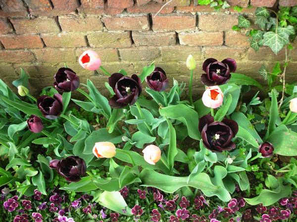 tulipani neri
