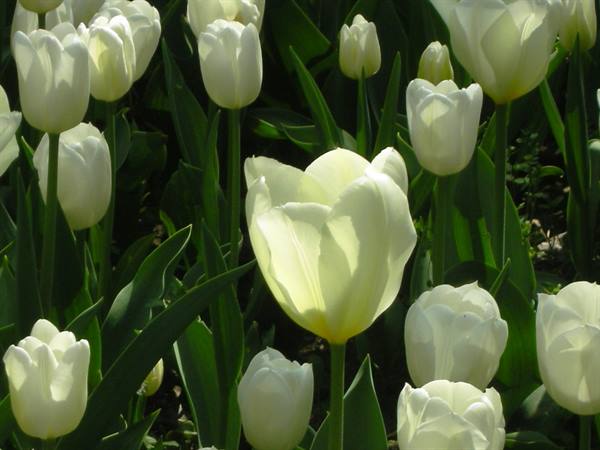 tulipani bianchi