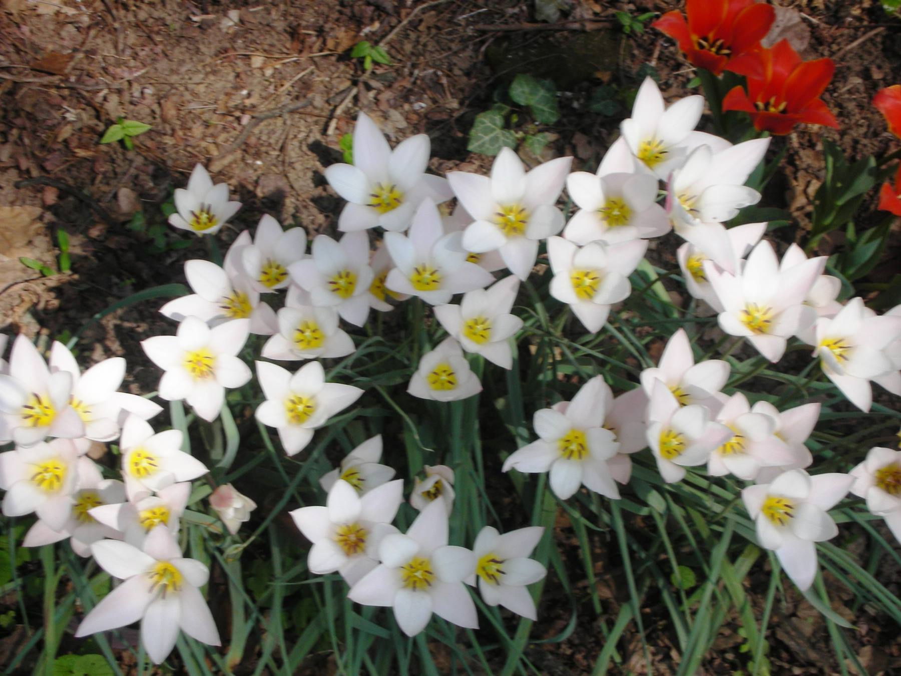 fiori bianchi